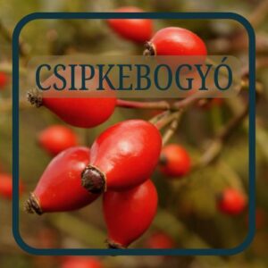 Csipkebogyó