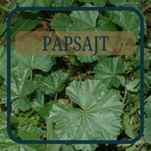 Papsajt