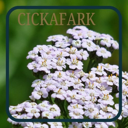 Cickafark