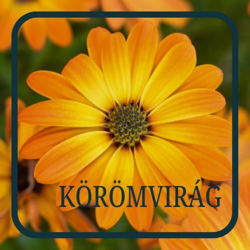 Körömvirág